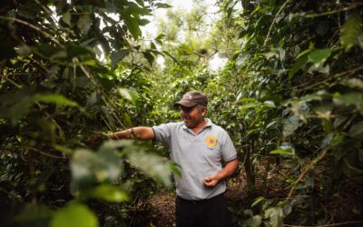 Where does coffee originate from?