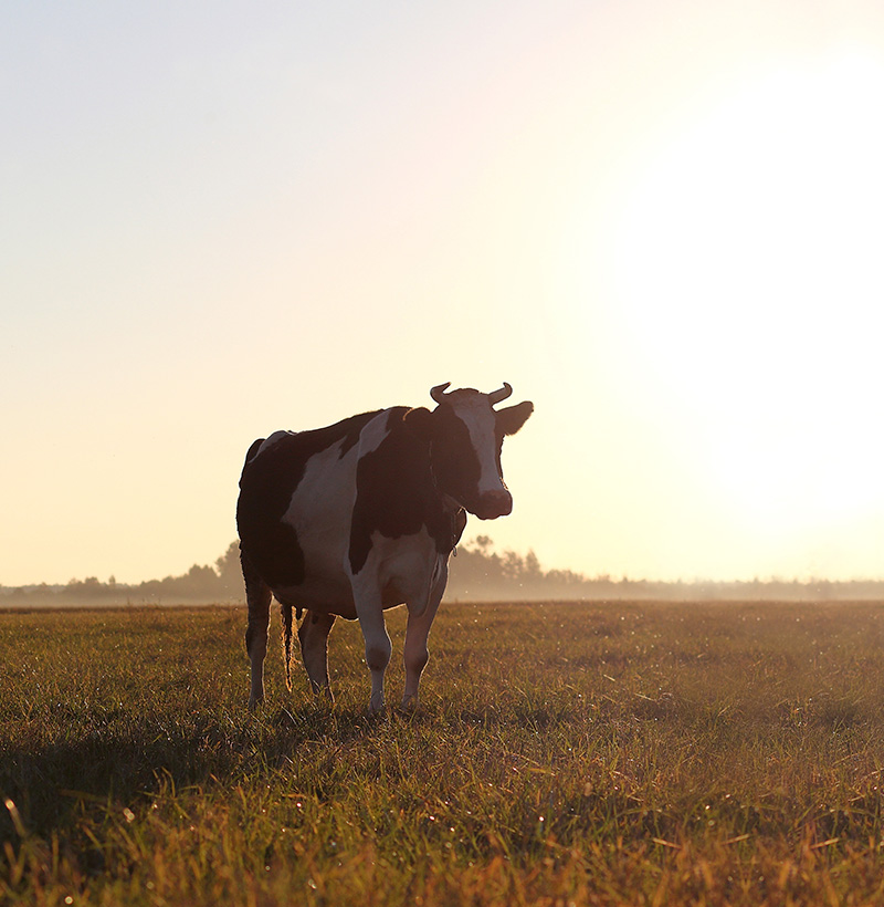 Cow Cows